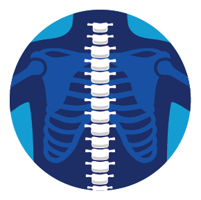 Illustration of the spine and ribcage, used for selecting back and spine pain.