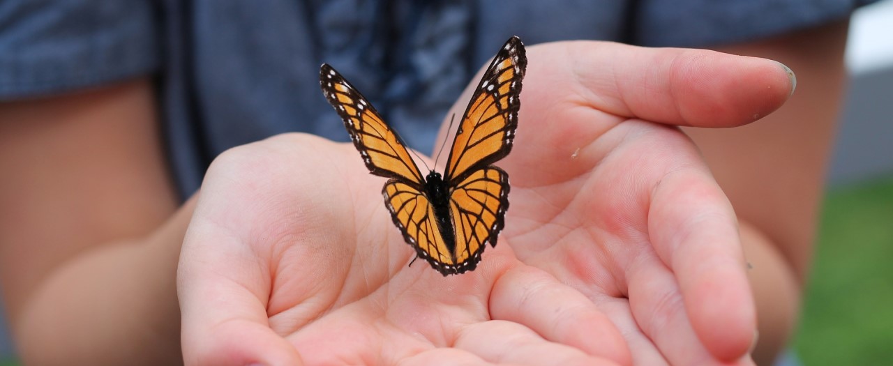 Butterfly in the palm of hand