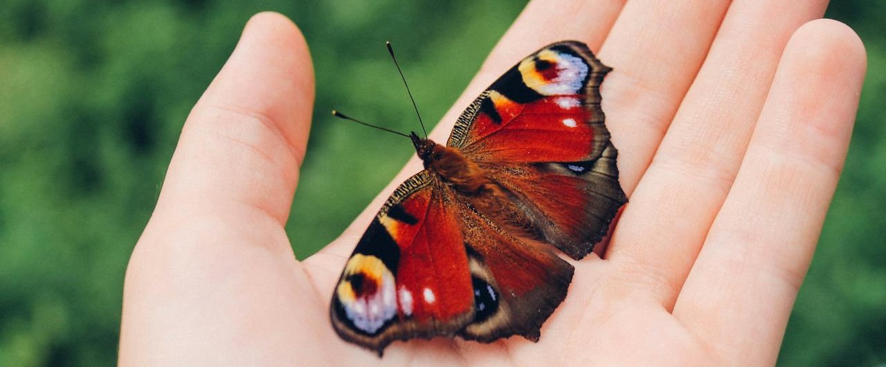 butterfly sitting in palm of hand