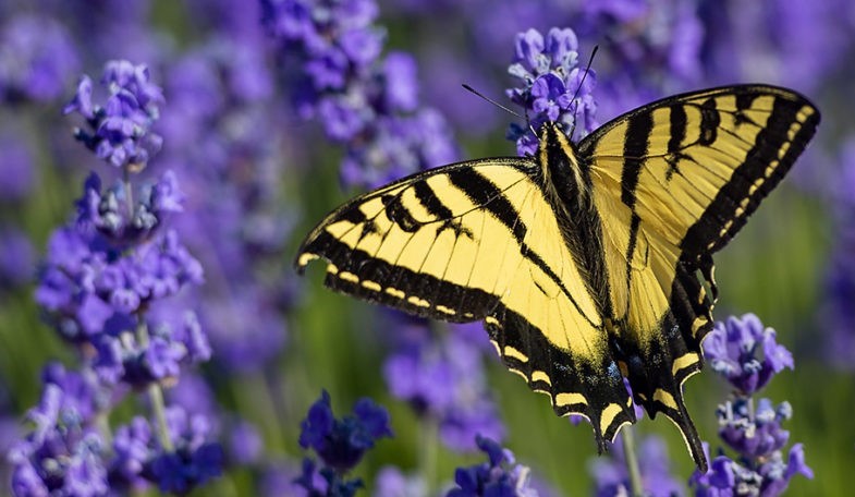 swallow-tail-bird-snipped-1188x792-150ppi-1024x683 3